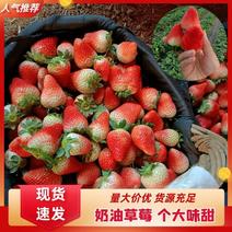 【产地直发】闻集奶油草莓天仙醉草莓大量供应