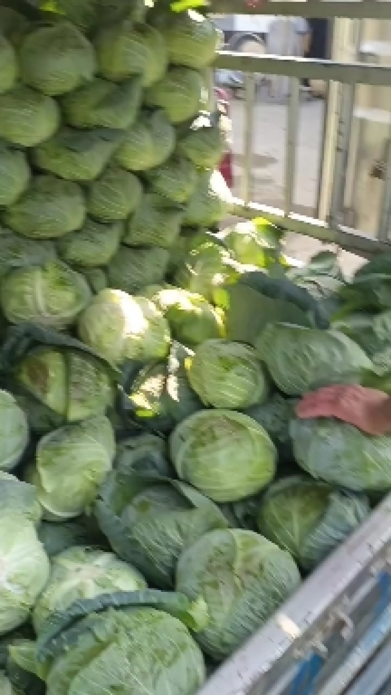 精品甘蓝、园包菜、扁包、产地直发、量大从优、价格优惠.