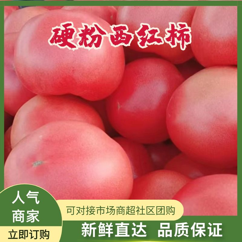 精品硬粉西红柿万亩基地直供，现货大量大量上市中，全国发货