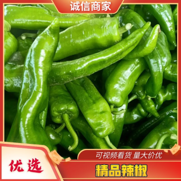 山东精选辣椒大量上市产地直发一手货源全国发货