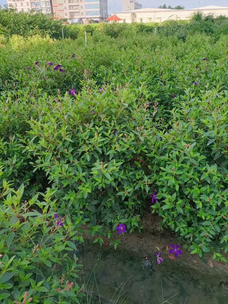 巴西野牡丹