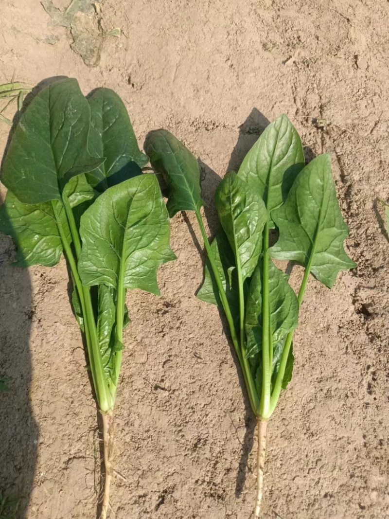 山东曹县各种叶菜种植基地，精品大叶菠菜，小叶菠菜