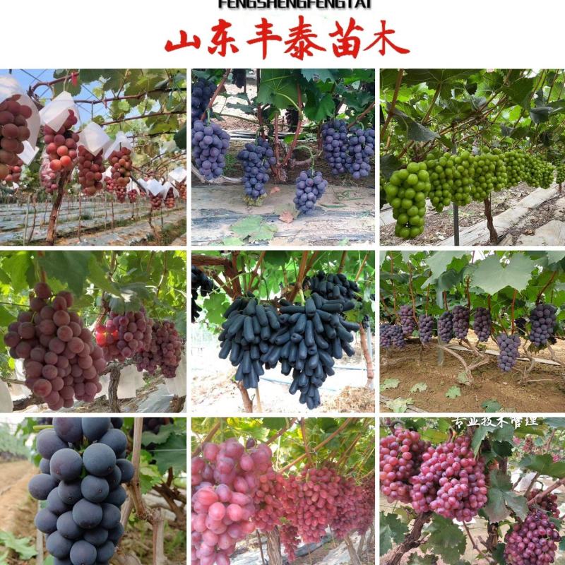 甬优一号葡萄苗，浙江慈溪甬优一号葡萄苗，品种纯正质优价廉