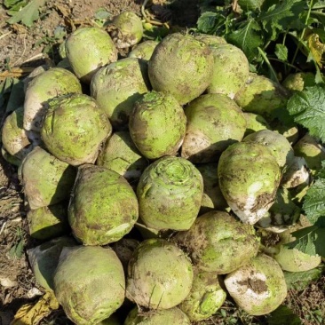 周口光芥菜疙瘩带叶大量供应中酱菜厂电商腌制厂发市场
