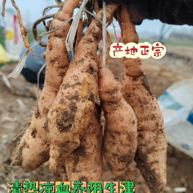 山西本地鲜地黄大量上市！当天发货，当天装车