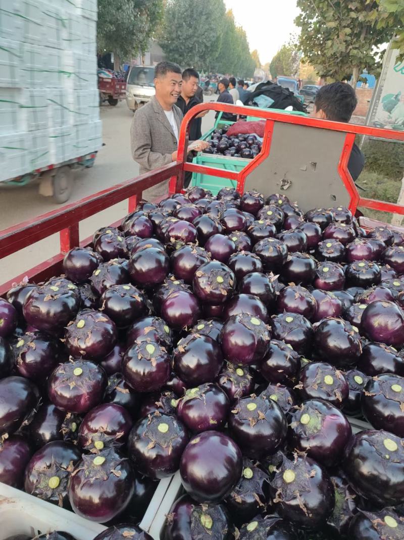 圆茄山东茄子，紫光圆茄，产地直发价格实惠对接全国
