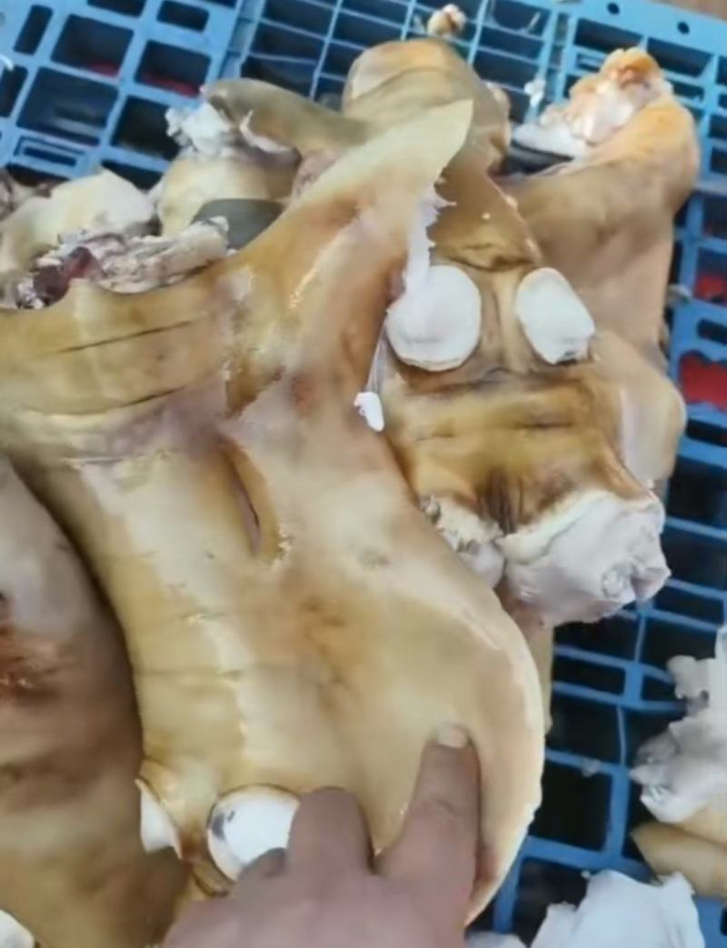国产纯干去骨生牛蹄，凉拌专用，欢迎老板进店选购