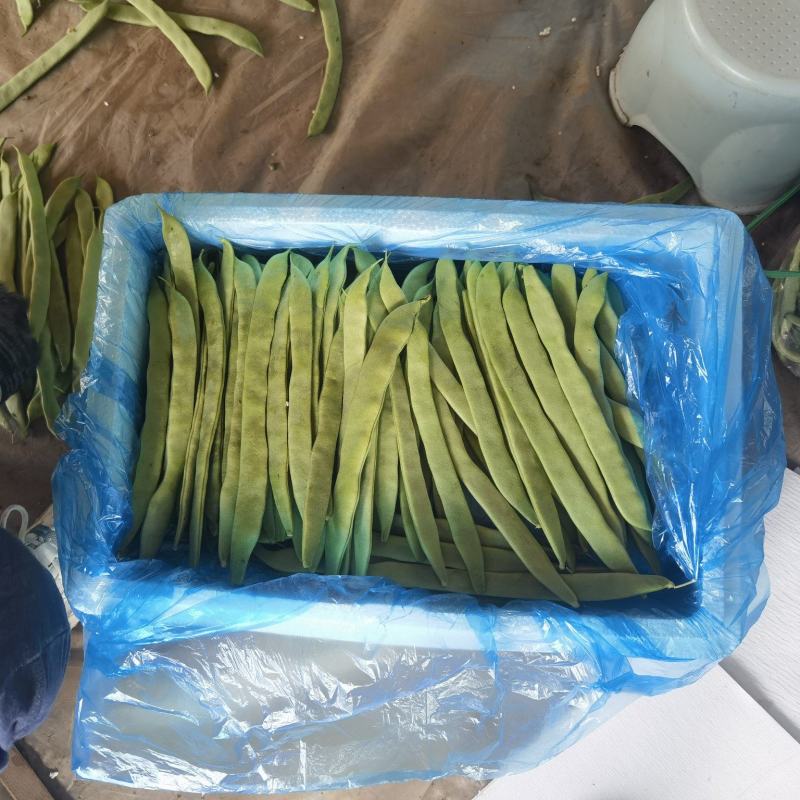 豆角山东豆角提供透多样货量充足纸箱泡沫箱周包装