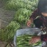 豆角山东豆角提供透多样货量充足纸箱泡沫箱周包装