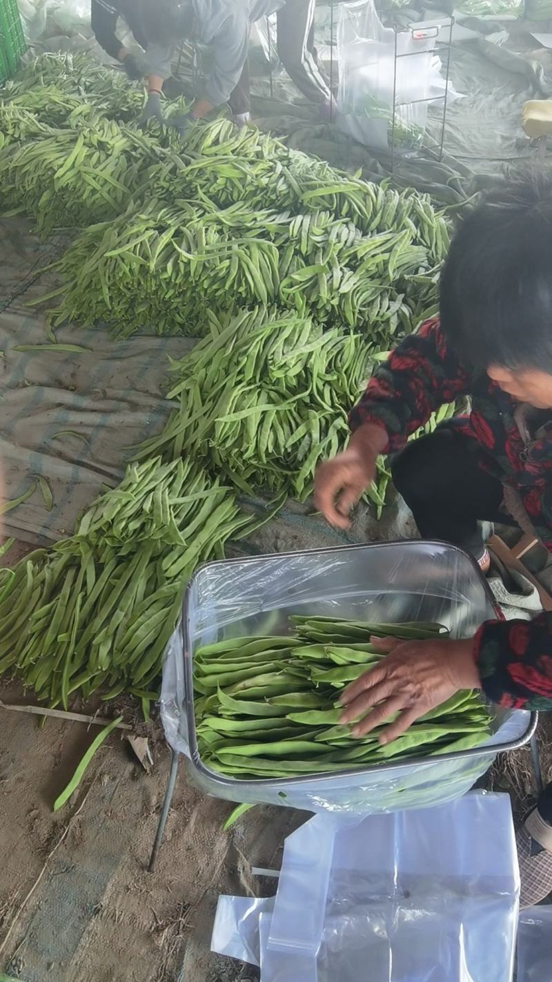 豆角山东豆角提供透多样货量充足纸箱泡沫箱周包装