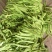 豆角山东豆角提供透多样货量充足纸箱泡沫箱周包装