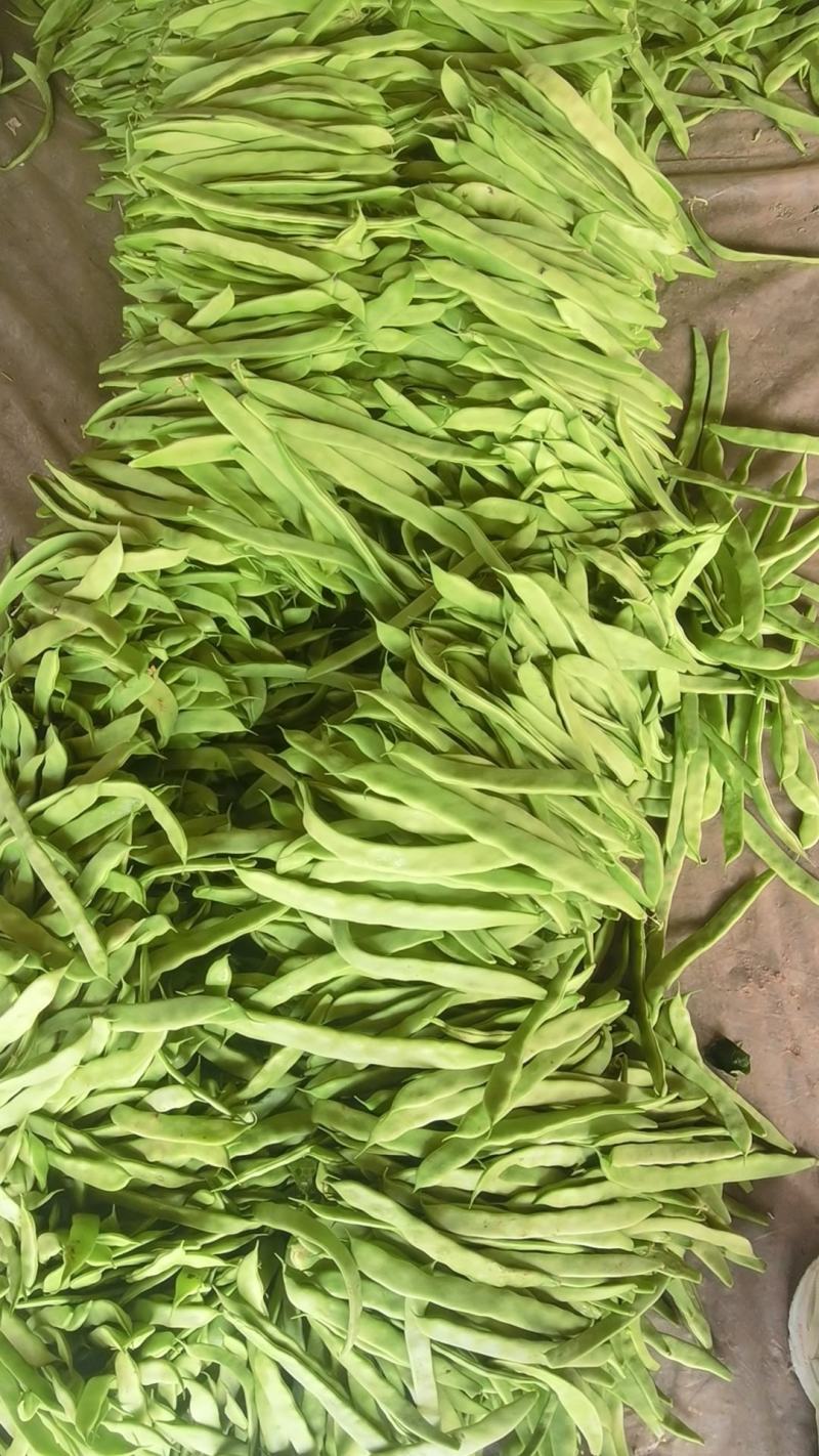 豆角山东豆角提供透多样货量充足纸箱泡沫箱周包装