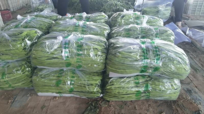 豆角山东豆角提供透多样货量充足纸箱泡沫箱周包装