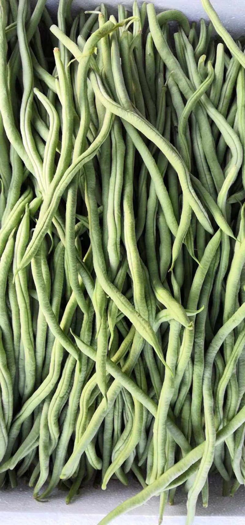 豆角山东豆角提供透多样货量充足纸箱泡沫箱周包装