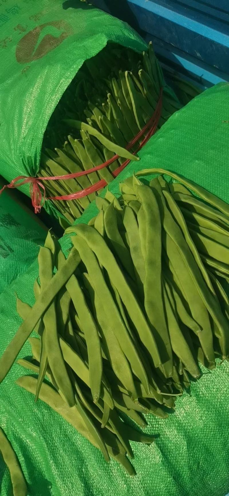 豆角山东豆角提供透多样货量充足纸箱泡沫箱周包装