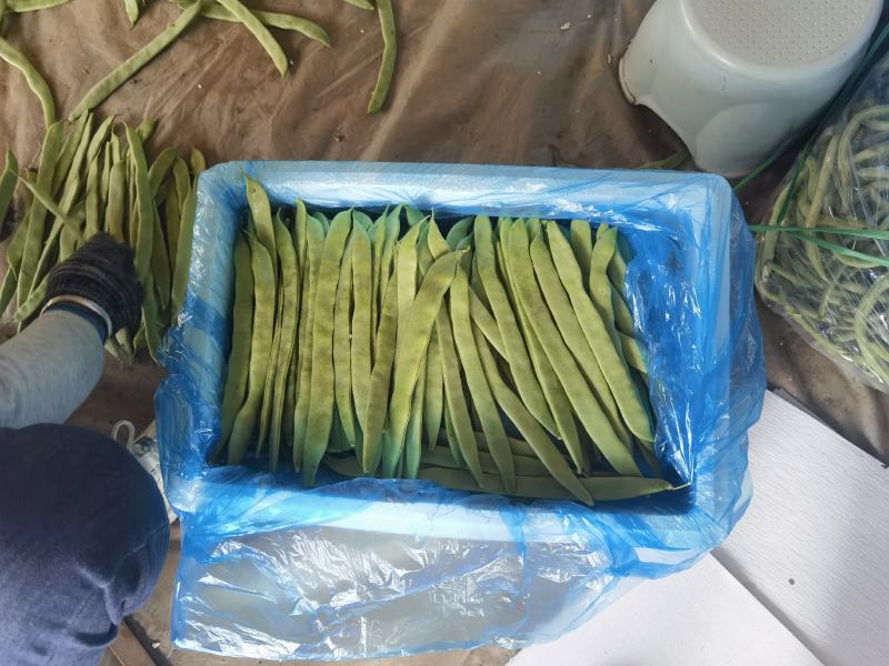豆角山东豆角提供透多样货量充足纸箱泡沫箱周包装