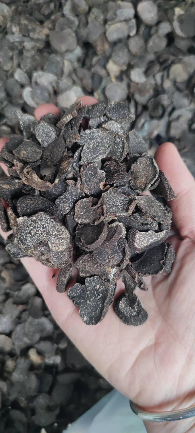 云南高黎贡山黑松露干片上市了,中片过筛