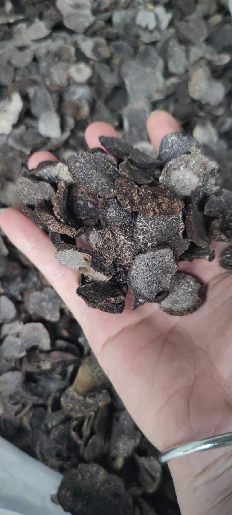云南高黎贡山黑松露干片上市了,中片过筛