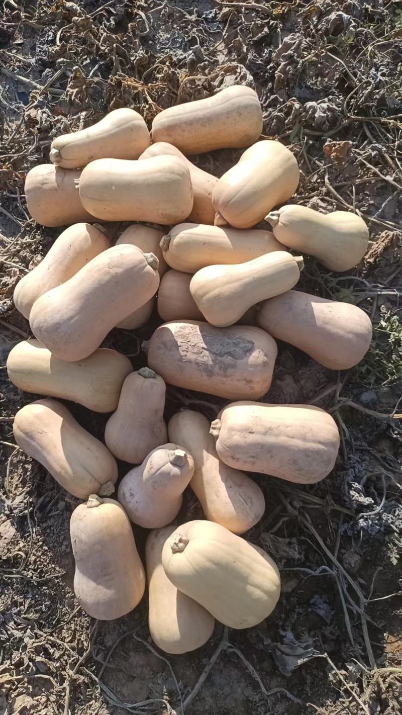 钴含量特别高的奶油南瓜，糯香甜