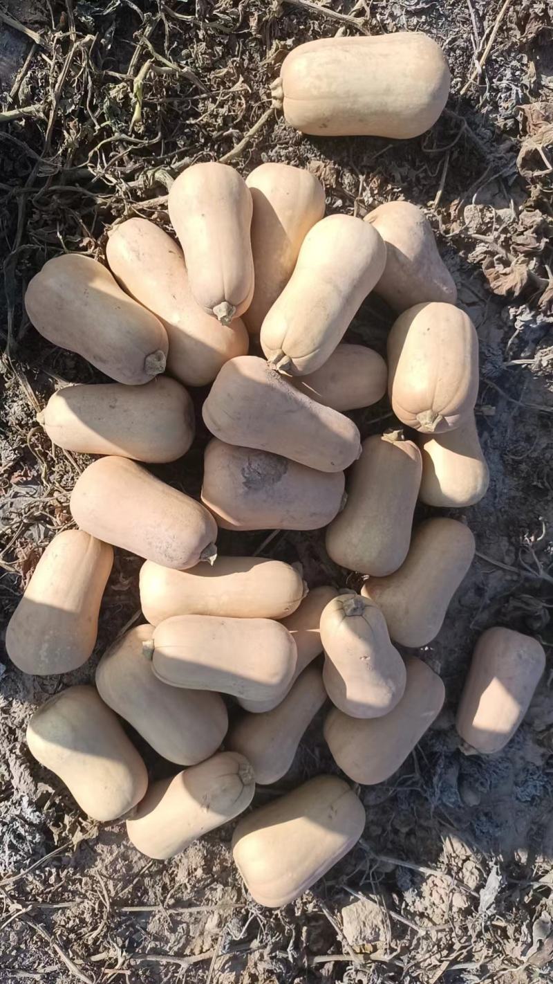 钴含量特别高的奶油南瓜，糯香甜