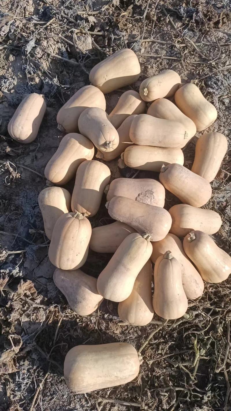 钴含量特别高的奶油南瓜，糯香甜