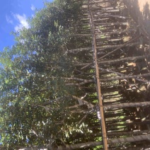 黄花风铃木5至12分基地直销