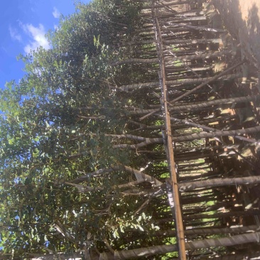 黄花风铃木5至12分基地直销