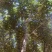 黄花风铃木5至12分基地直销