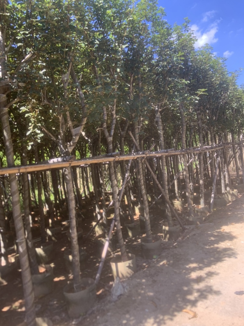 黄花风铃木5至12分基地直销