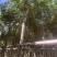 黄花风铃木5至12分基地直销