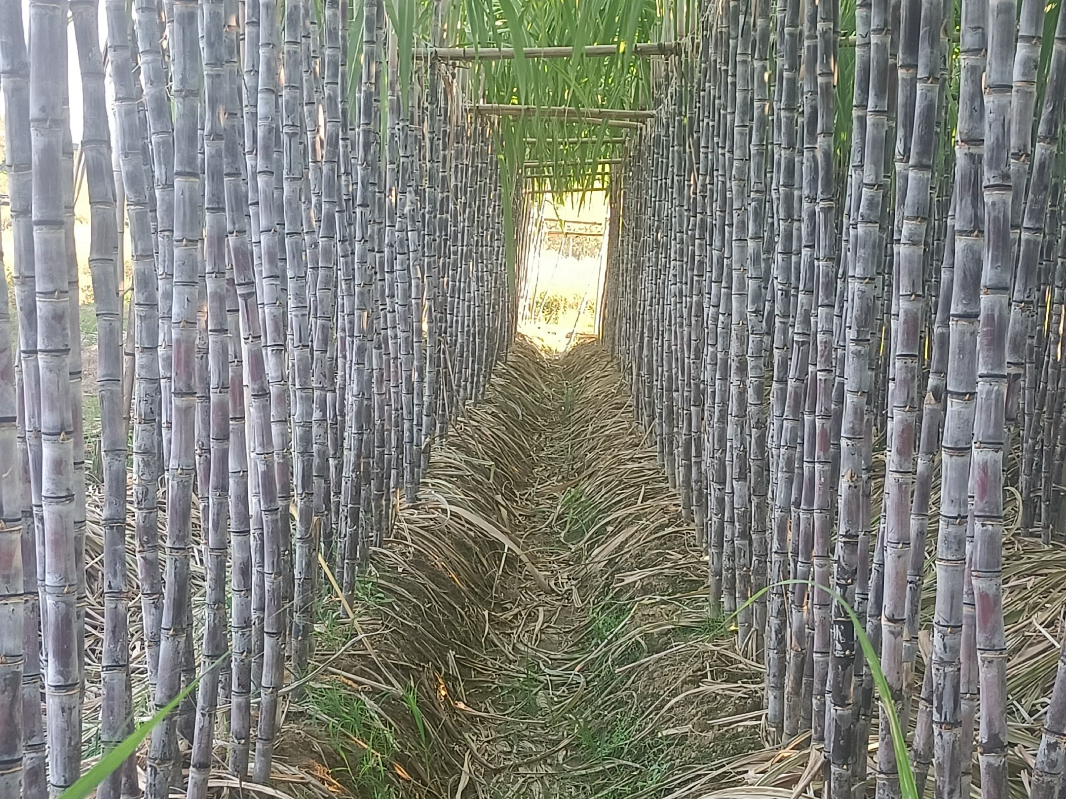 黑玛卡种植地实景图