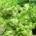 精品儿菜大量上市产地直发质量保障对接电商超市等
