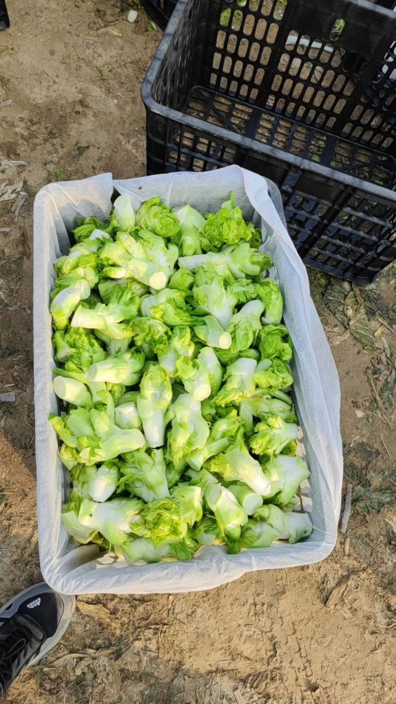 精品儿菜大量上市产地直发质量保障对接电商超市等