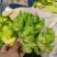 精品儿菜大量上市产地直发质量保障对接电商超市等