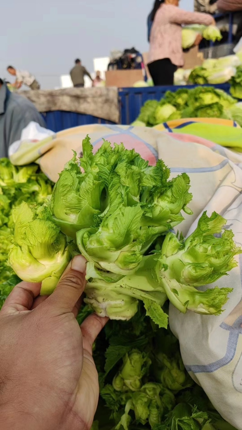 精品儿菜大量上市产地直发质量保障对接电商超市等