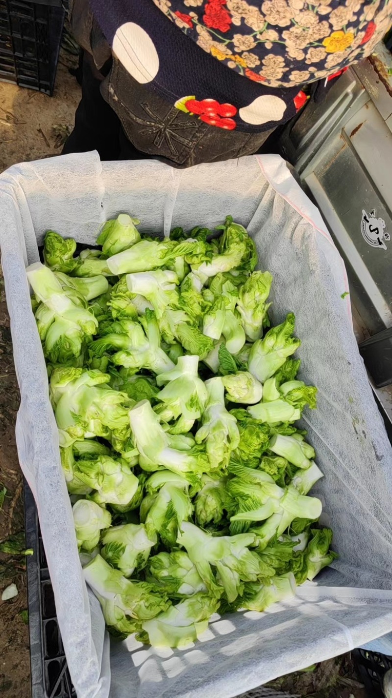 精品儿菜大量上市产地直发质量保障对接电商超市等