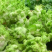 安徽砀山儿菜大量现货，新鲜产地直发，货源充足，量大优惠