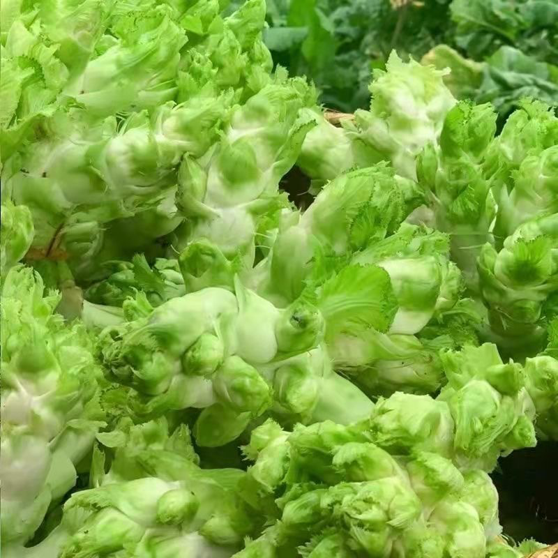 安徽砀山儿菜大量现货，新鲜产地直发，货源充足，量大优惠