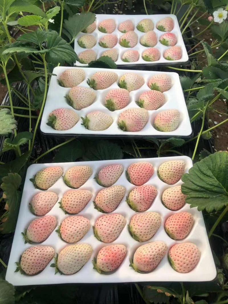 山东淡雪草莓现摘现发品质保证大棚种植量大优惠欢迎咨询