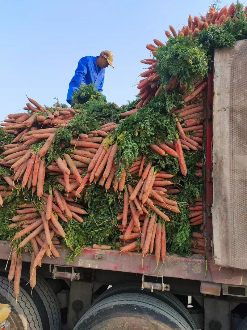 陕西大荔县带叶子红萝卜条形好现挖现发质量保障欢迎
