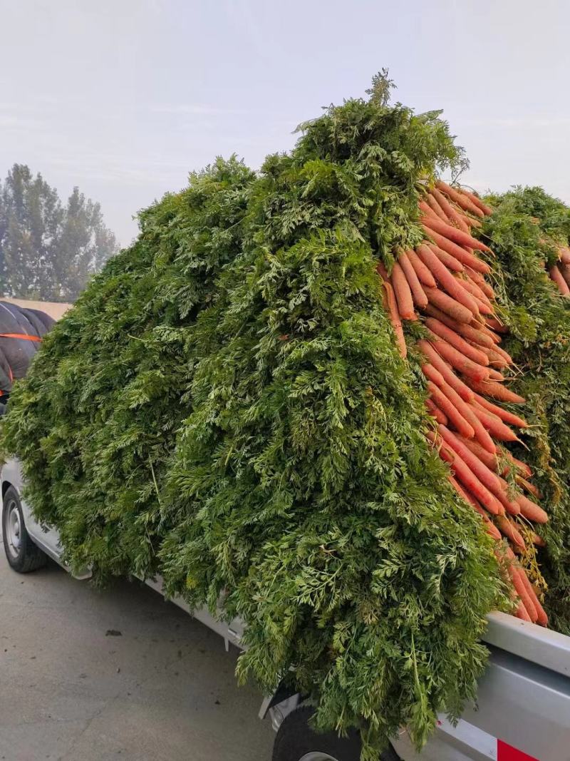 陕西大荔县带叶子红萝卜条形好现挖现发质量保障欢迎