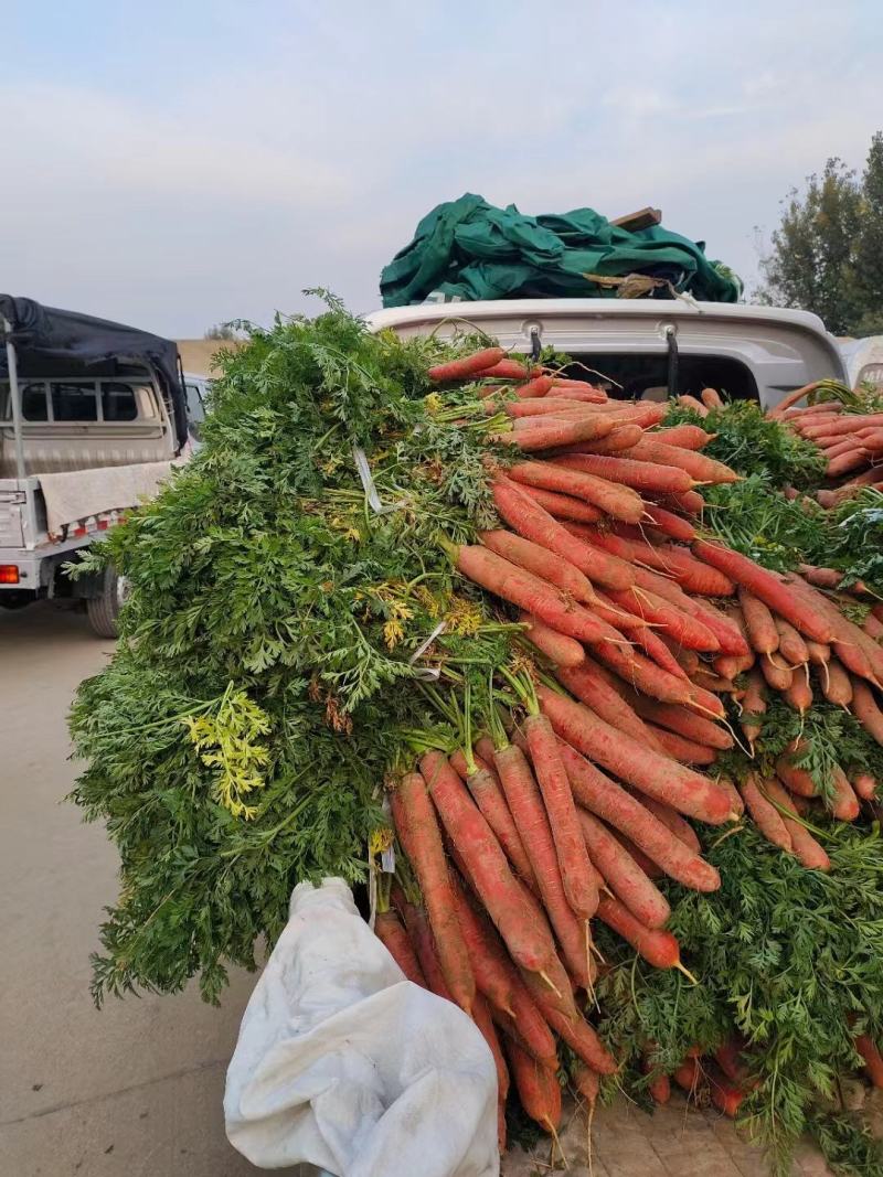陕西大荔县带叶子红萝卜条形好现挖现发质量保障欢迎