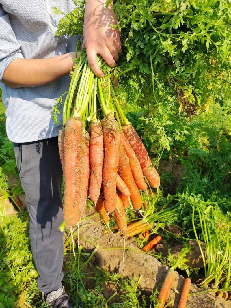 陕西大荔县带叶子红萝卜条形好现挖现发质量保障欢迎