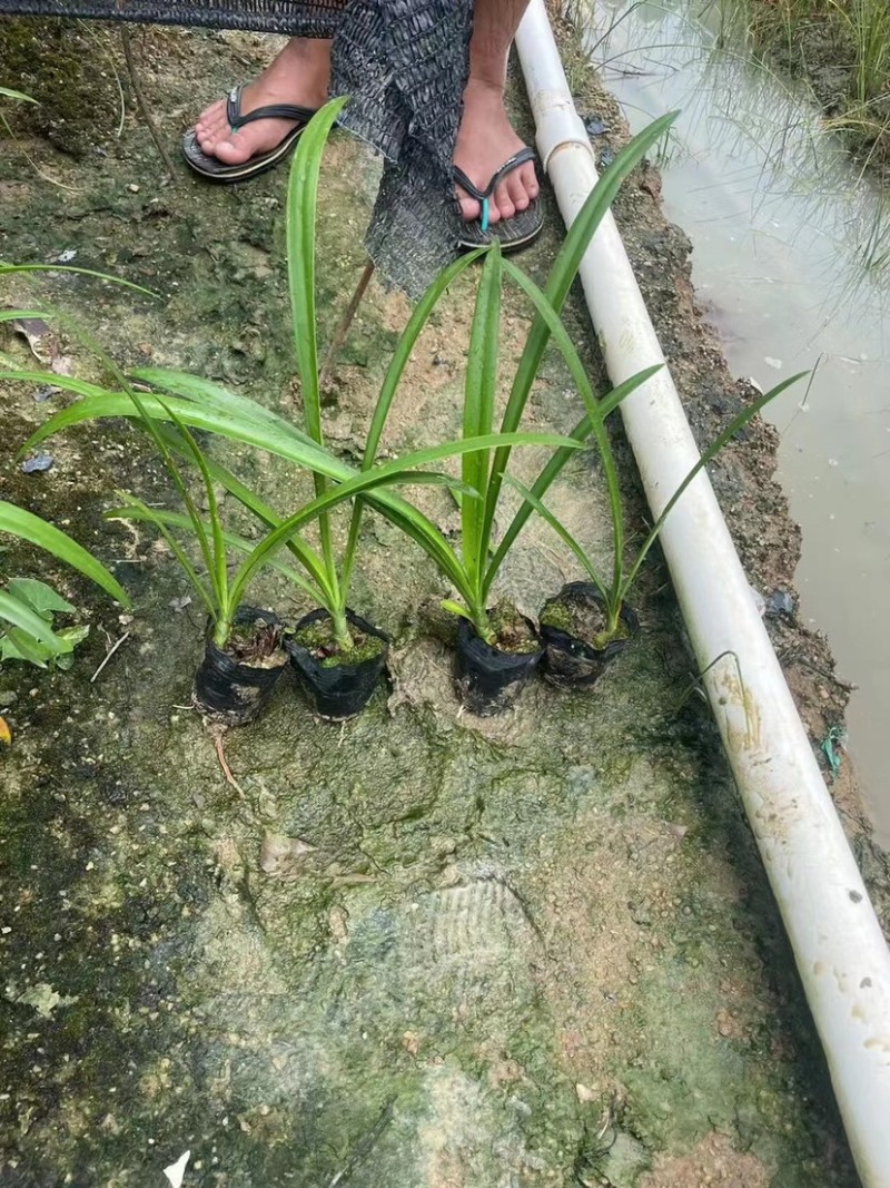 蜘蛛兰