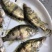 鳜鱼苗桂花鱼翘嘴鳜鱼苗饲料鳜鱼、鱼仔鳜鱼，淡水养殖鱼苗