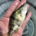鳜鱼苗桂花鱼翘嘴鳜鱼苗饲料鳜鱼、鱼仔鳜鱼，淡水养殖鱼苗