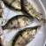 鳜鱼苗桂花鱼翘嘴鳜鱼苗饲料鳜鱼、鱼仔鳜鱼，淡水养殖鱼苗
