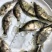 鳜鱼苗桂花鱼翘嘴鳜鱼苗饲料鳜鱼、鱼仔鳜鱼，淡水养殖鱼苗