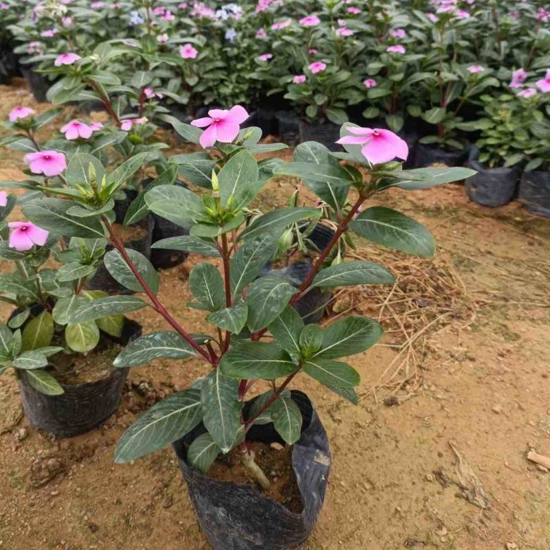 大量长春花七斤袋基地直销