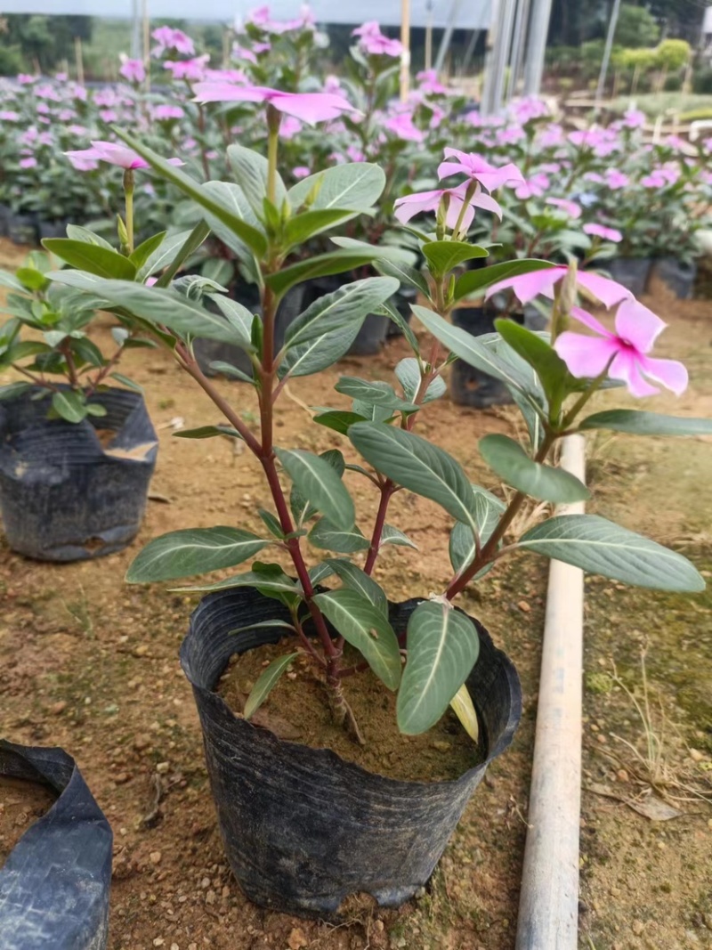 大量长春花七斤袋基地直销
